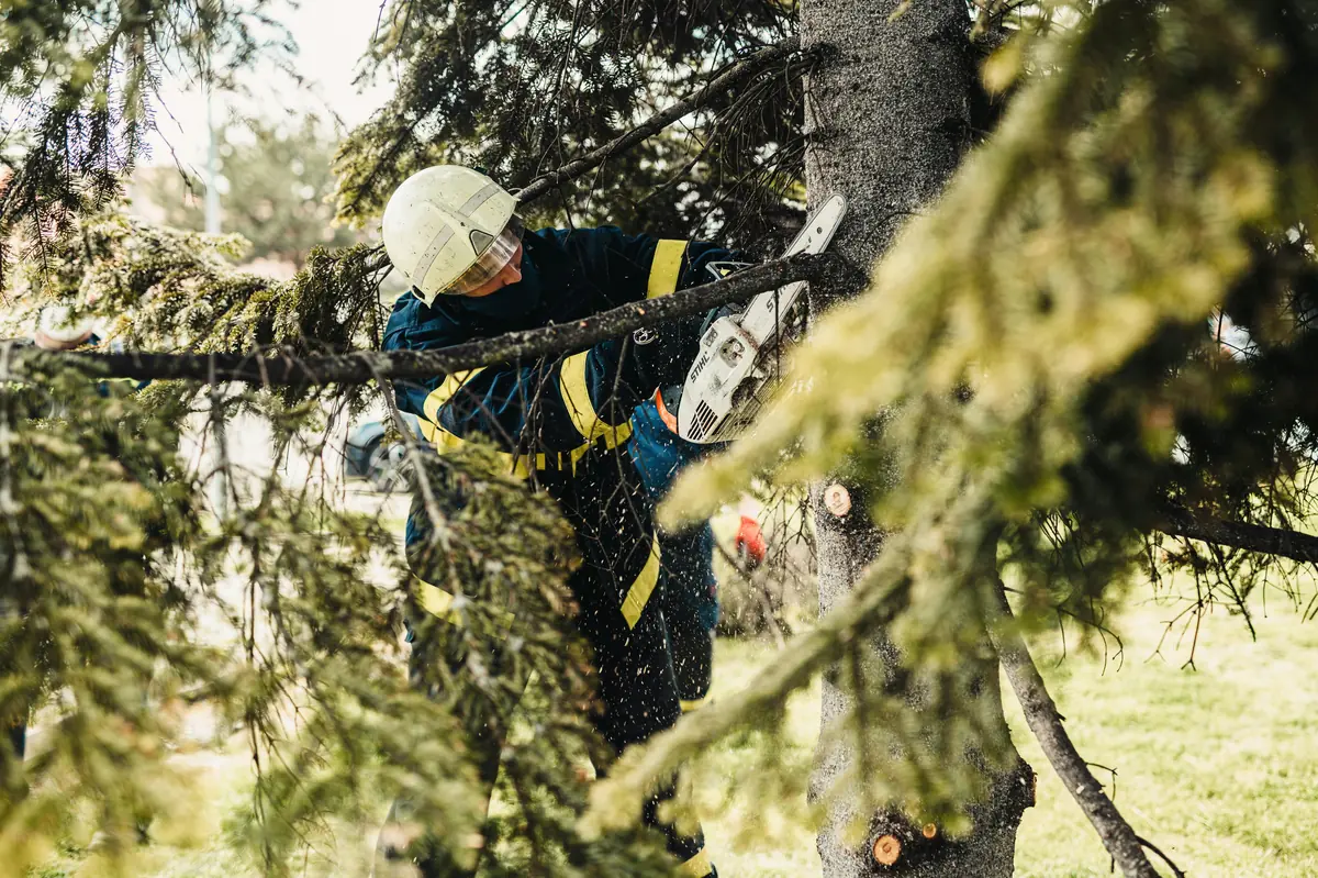 Arborist sektionsfäller en gran med motorsåg